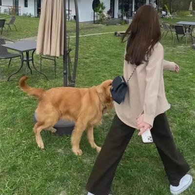 蛊惑仔与大滚王 在线观看